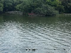 -荔湾湖公园