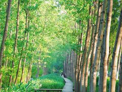 -合肥滨湖国家森林公园