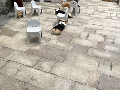 -柯斗斗主题餐厅·狗咖·围炉煮茶·茶饮(国瑞升平里店)