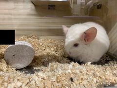 -钓仓鼠(洋桥北里小区店)