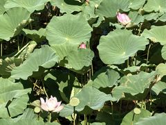 -洪湖生态旅游区