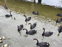-无锡动物园·太湖欢乐园