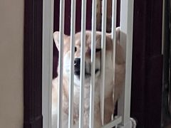 -宠物家(长阳店)