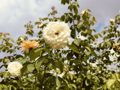 -亚龙湾国际玫瑰谷