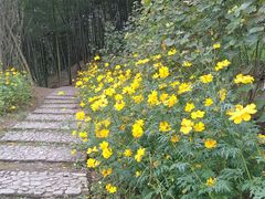 -宁波浙东大竹海景区