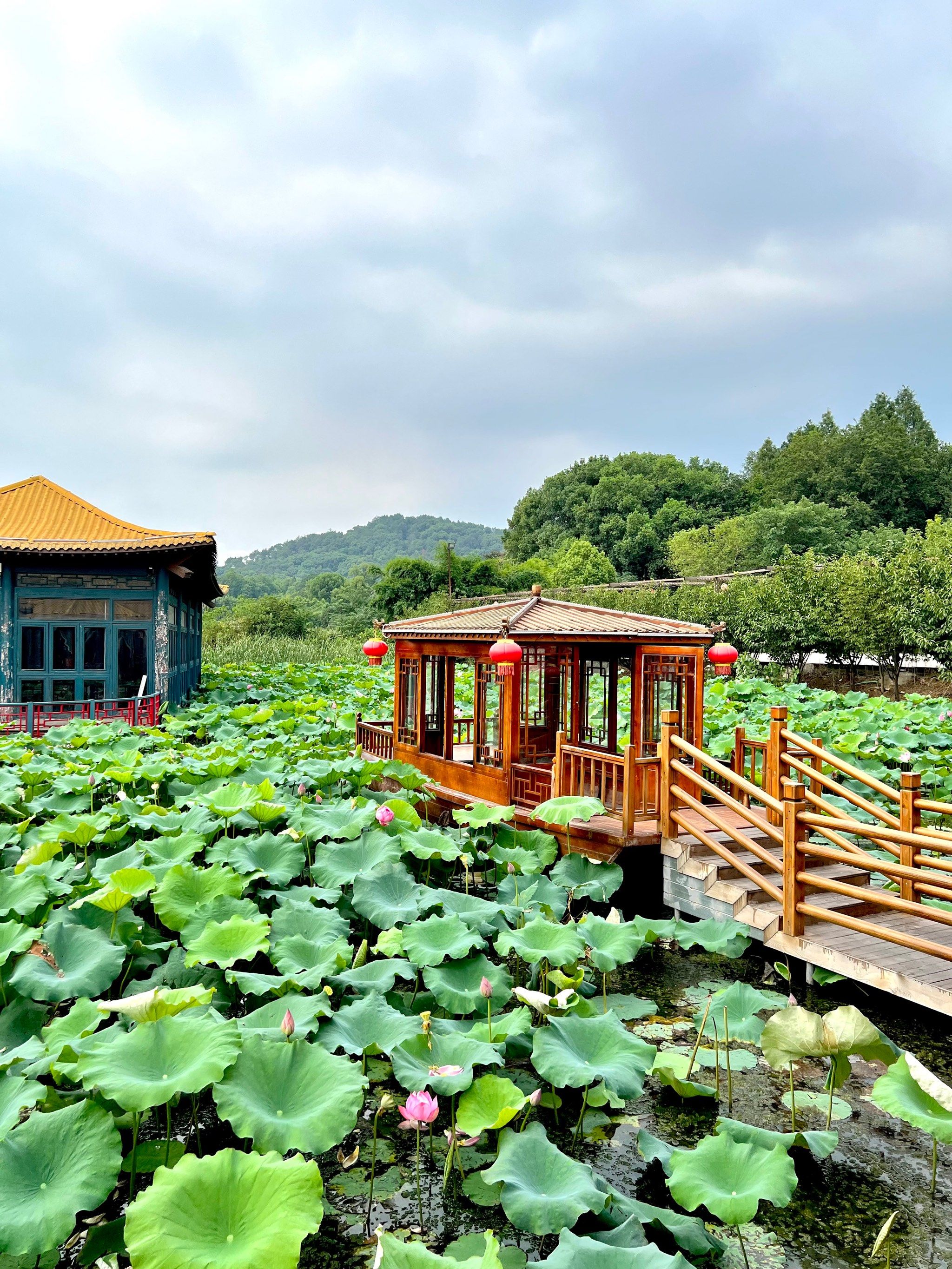 荷花池上品美食 你说有多美