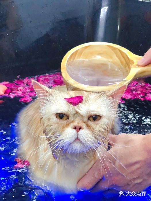 pony pet shop 小马儿宠物猫咪玫瑰碳酸浴spa 图片 - 第254张