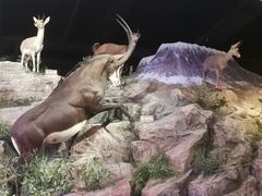 -陕西自然博物馆