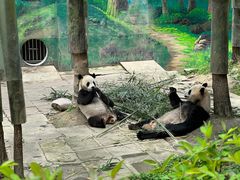 -中国大熊猫保护研究中心雅安碧峰峡基地