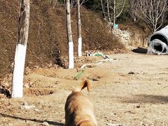 -北京鹫峰国家森林公园