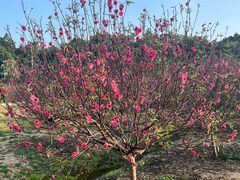 -南国桃园旅游度假区