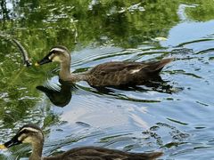 -湖畔居茶楼(湖滨店)