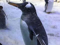 -芜湖新华联大白鲸海洋公园