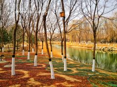 -大兴滨河森林公园