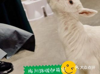 梅川路啵伊萌宠馆，来给小羊喂奶吧