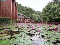 -野象谷景区