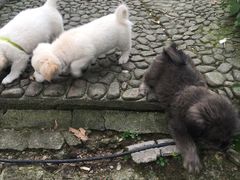 -九华山风景区月身宝殿