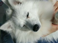 -瑞派宠物医院·24小时骨科·心脏·核磁(哈尔滨南岗店)