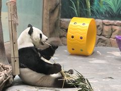 -青藏高原野生动物园