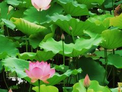 -荔湾湖公园