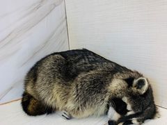 -浣熊柯尔鸭土拨鼠·电玩咖