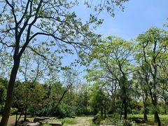 -上海海湾国家森林公园