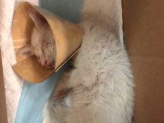 -艾贝尔宠物诊疗