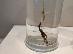 -广东中医药博物馆
