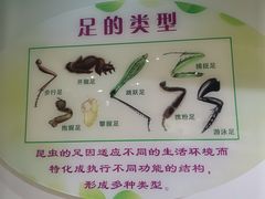 -上海昆虫博物馆