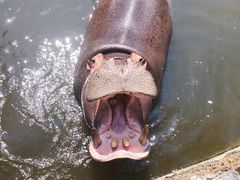 -海南热带野生动植物园
