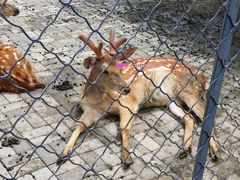 -长白岛森林公园