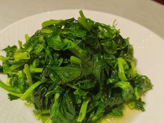 清炒豆苗-绿雅酒家(江西中路店)