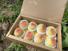 -老袁家蜜桃农场·阳山水蜜桃