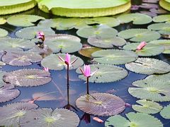 -西双版纳融创皇冠假日度假酒店