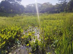 -福田红树林生态公园
