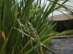 -金稼园·金平湖农家菜