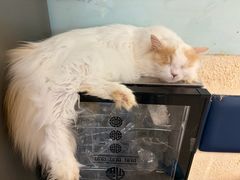 -平行世界·猫咖(首经贸店)
