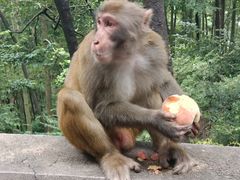 -黔灵山公园