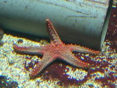 -北戴河圣蓝海洋公园