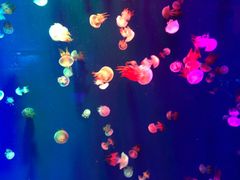 -成都浩海立方海洋公园