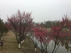-东台西溪天仙缘景区