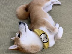 -逗柴咖啡屋·狗咖猫咖宠物桌游