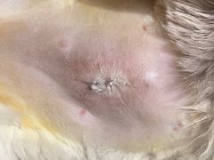 -佳雯宠物医院(金华南路分院)