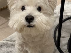 -严国平动物医院(德政总院)