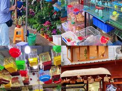 -溪岸路花鸟市场