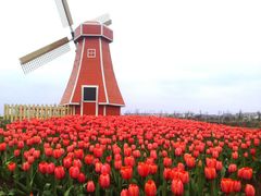 -洪湖湿地生态园