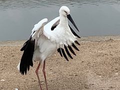 -盐城丹顶鹤湿地生态旅游区
