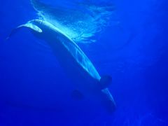 -多彩贵州城极地海洋世界