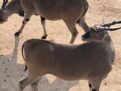 -西霞口神雕山野生动物世界
