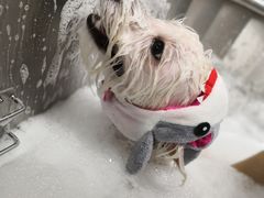 -Oh My Dog宠物沙龙(伊珊娜皮毛护理店)